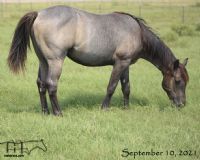 Graves Blue Sparks 2020 Roan Colt
